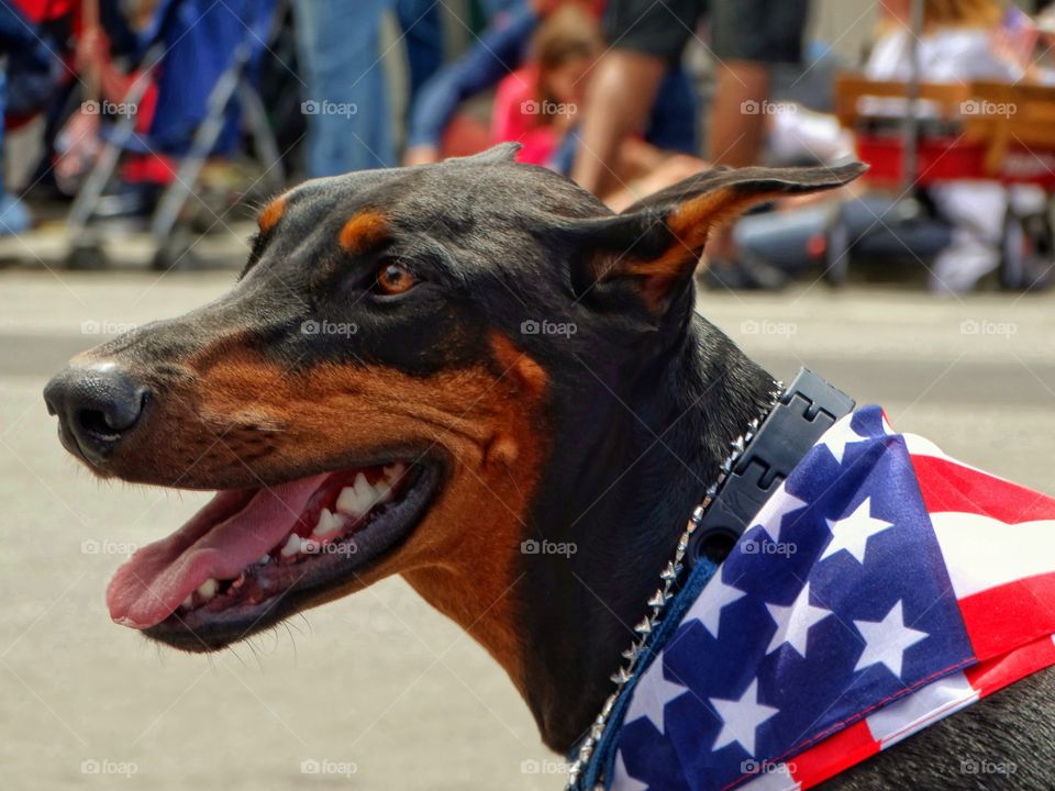 Smiling Doberman On July 4th