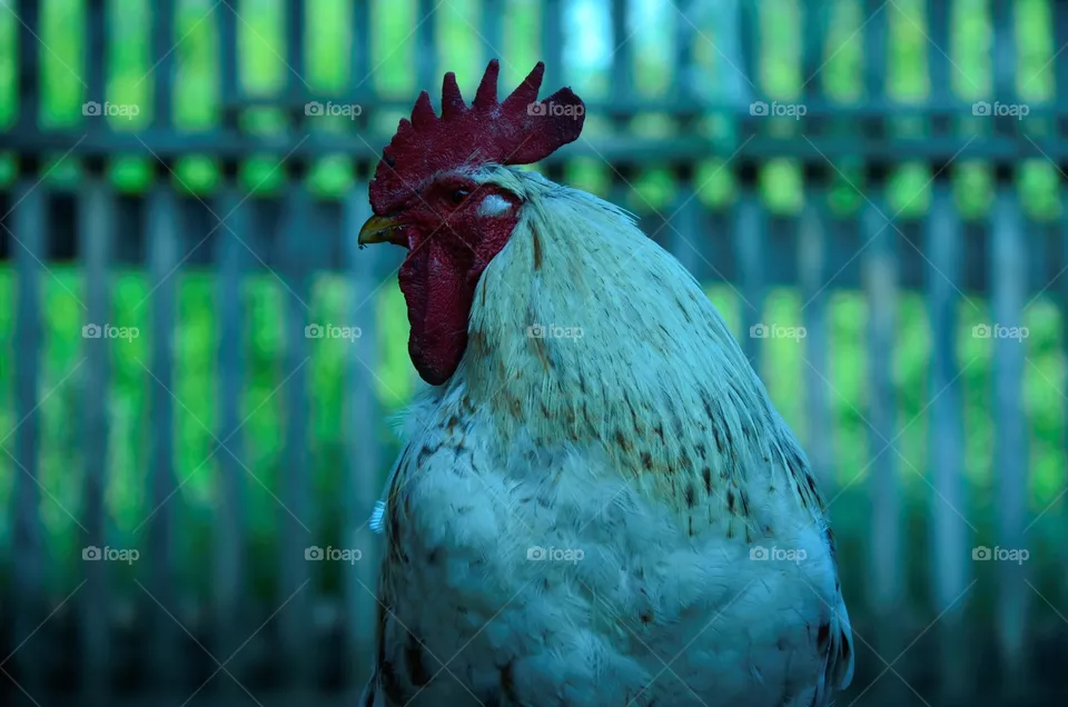 cock