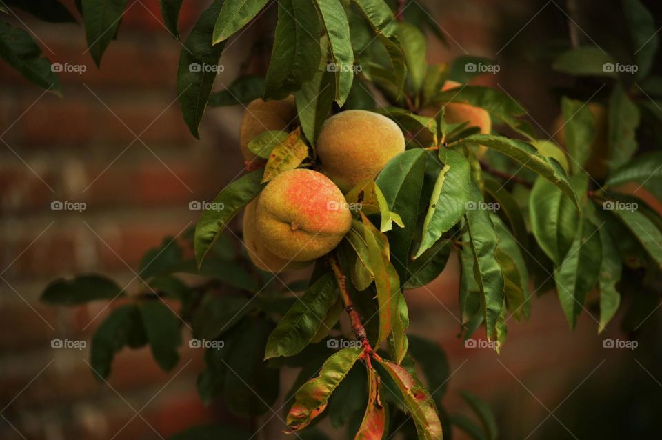 Peach tree