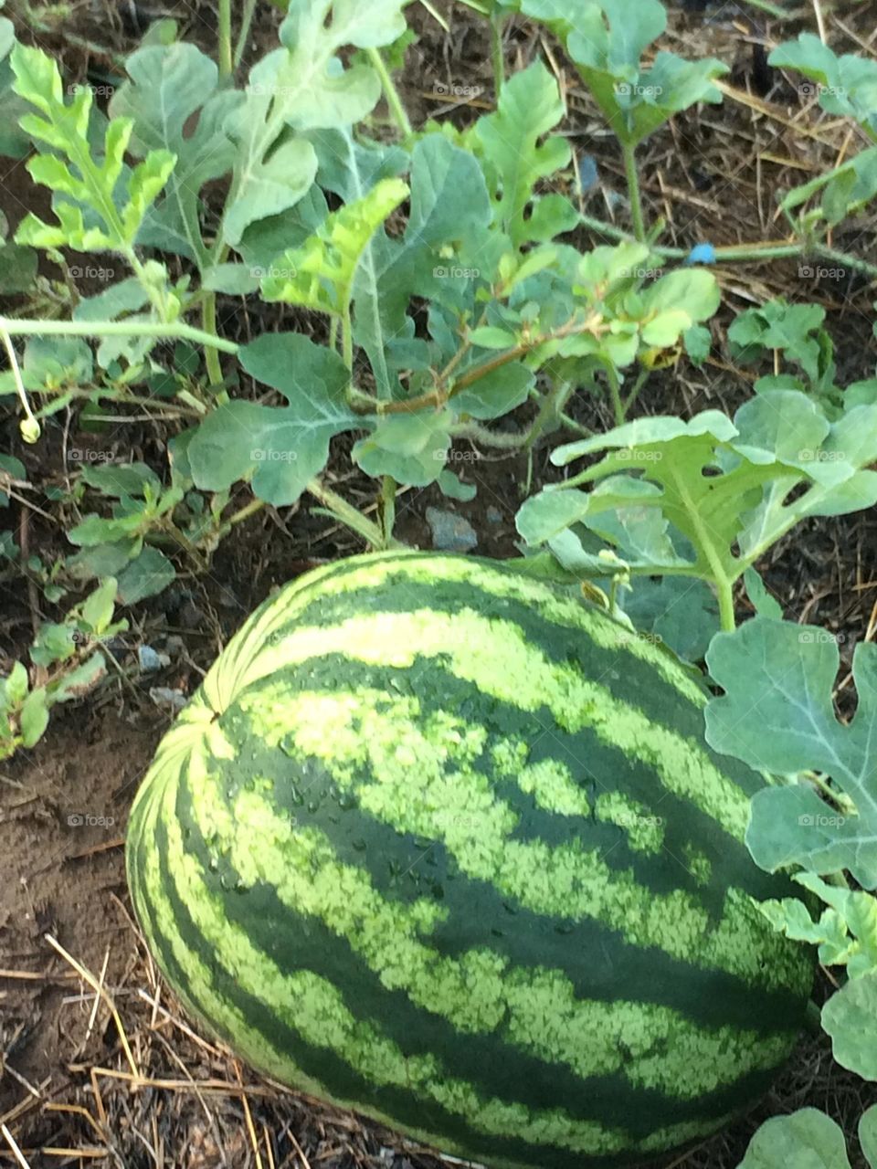 Melon