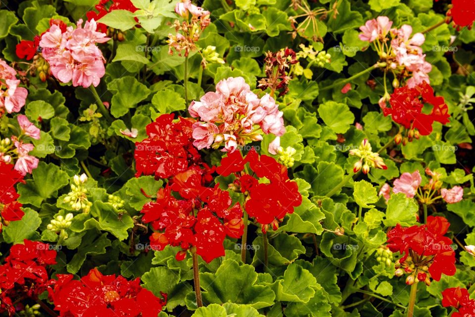 Colorful  flowers 