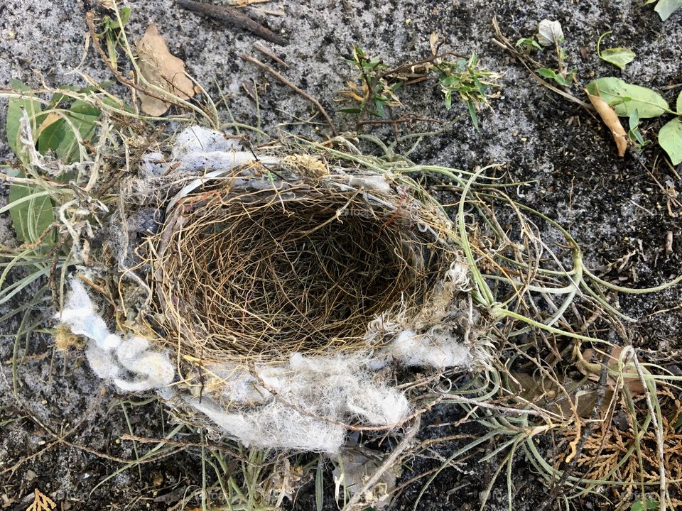 Found a nest and 3 dead baby birds on the side of my house. Nature is cruel, but I know those sweet birdies are in a much better place. 