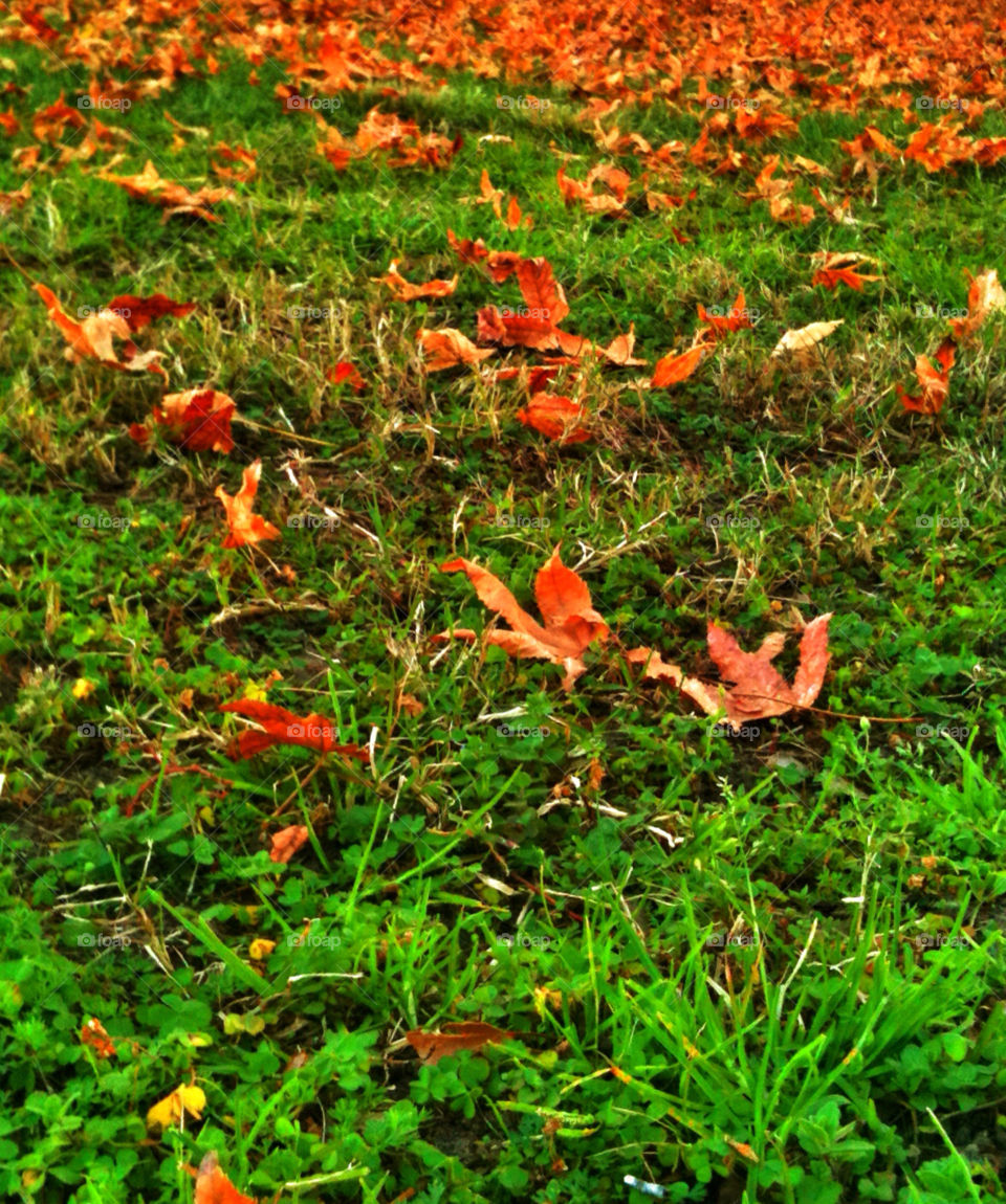 green nature orange leaves by analia