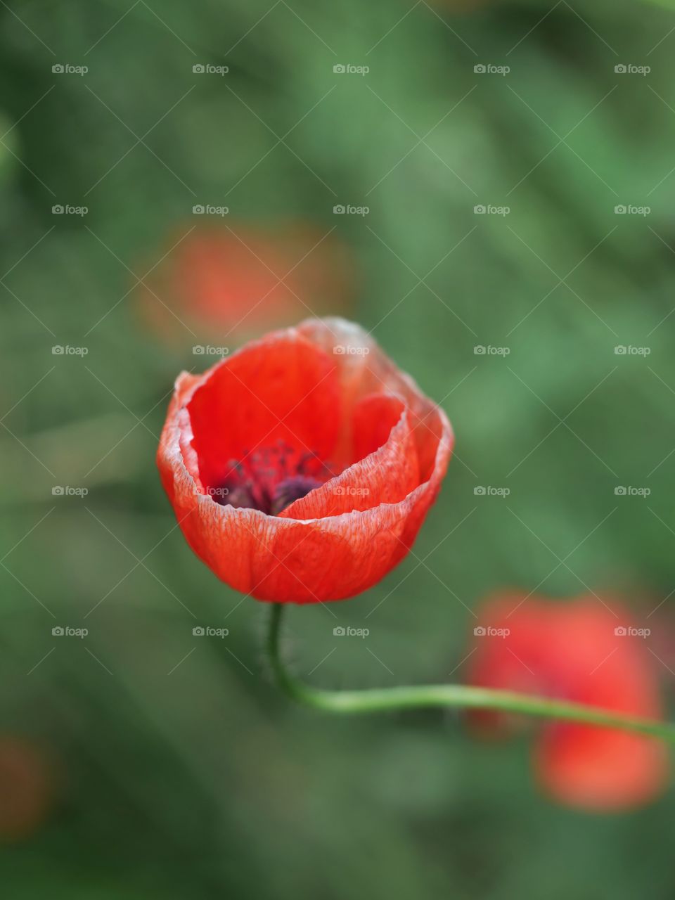 Poppy flower