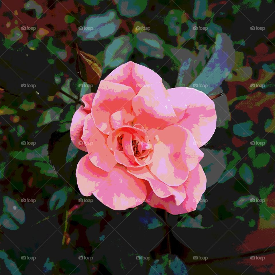 rose art