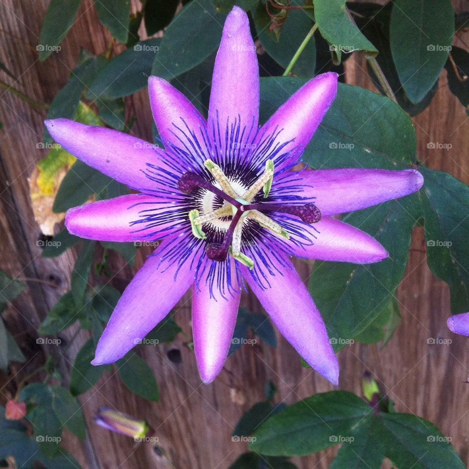 Passion flower