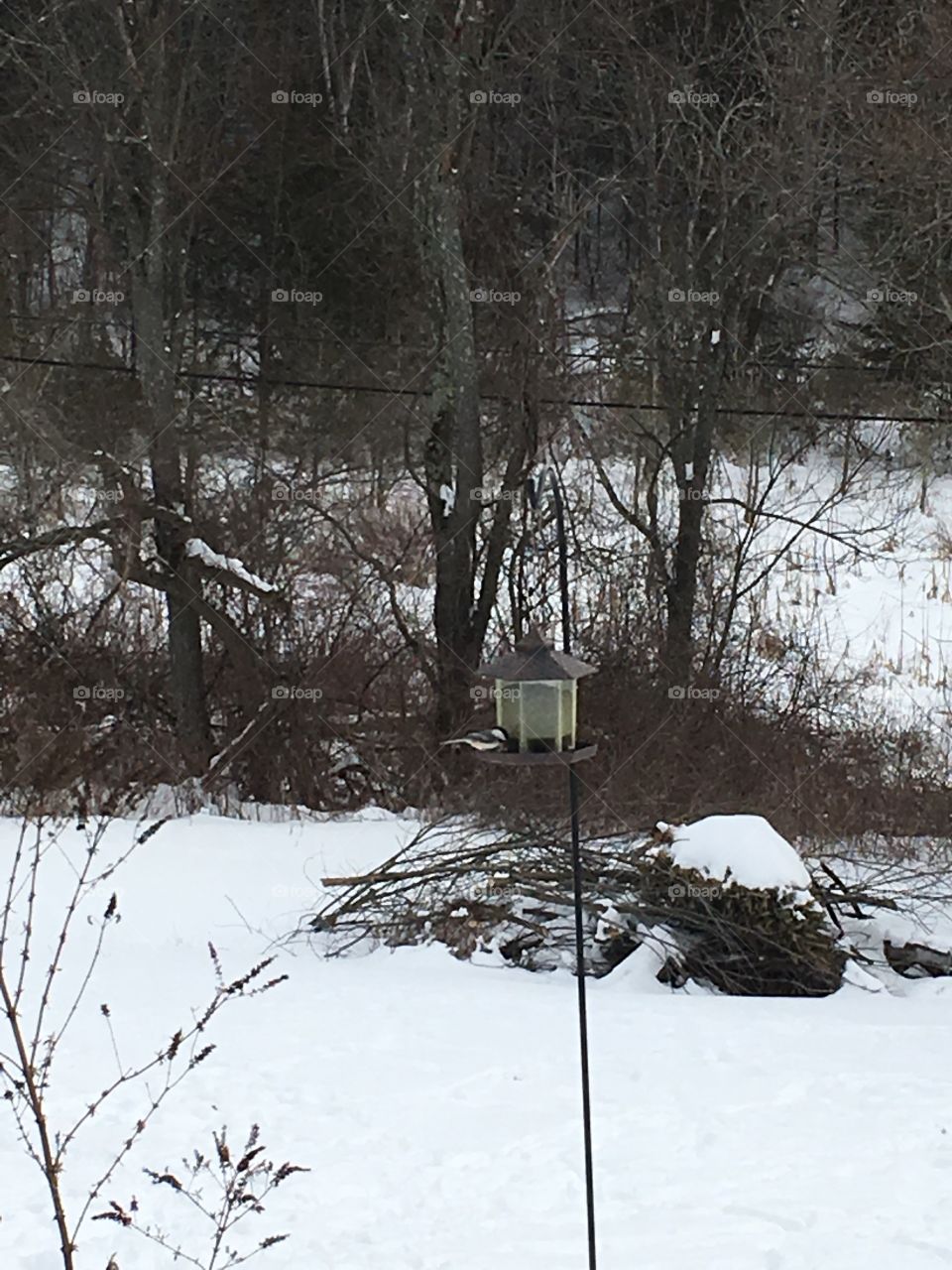 Dinner for the birds