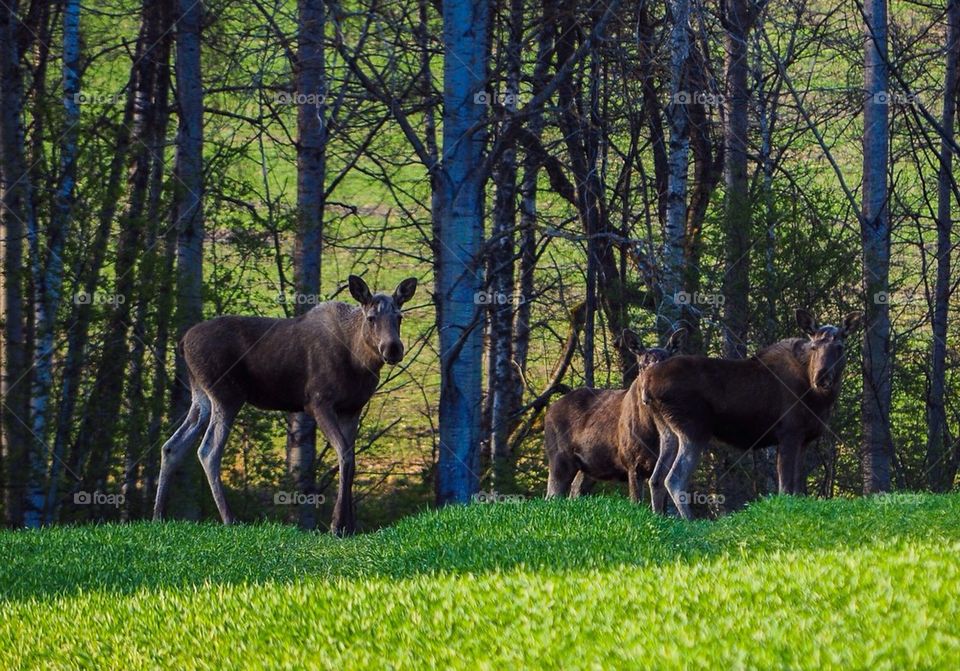 Mooses standing on landscape