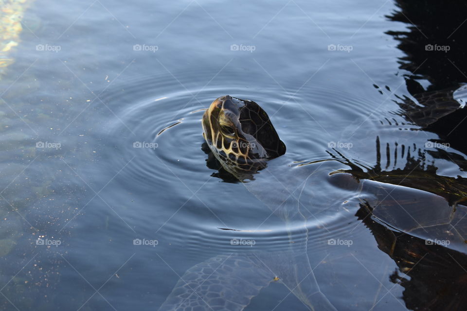 Sea turtle head 