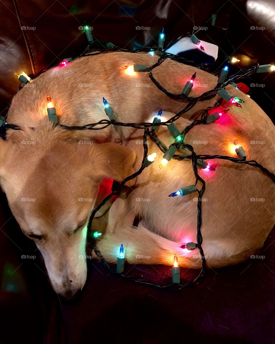 Dog sleeping wrapped in Christmas tree lights 