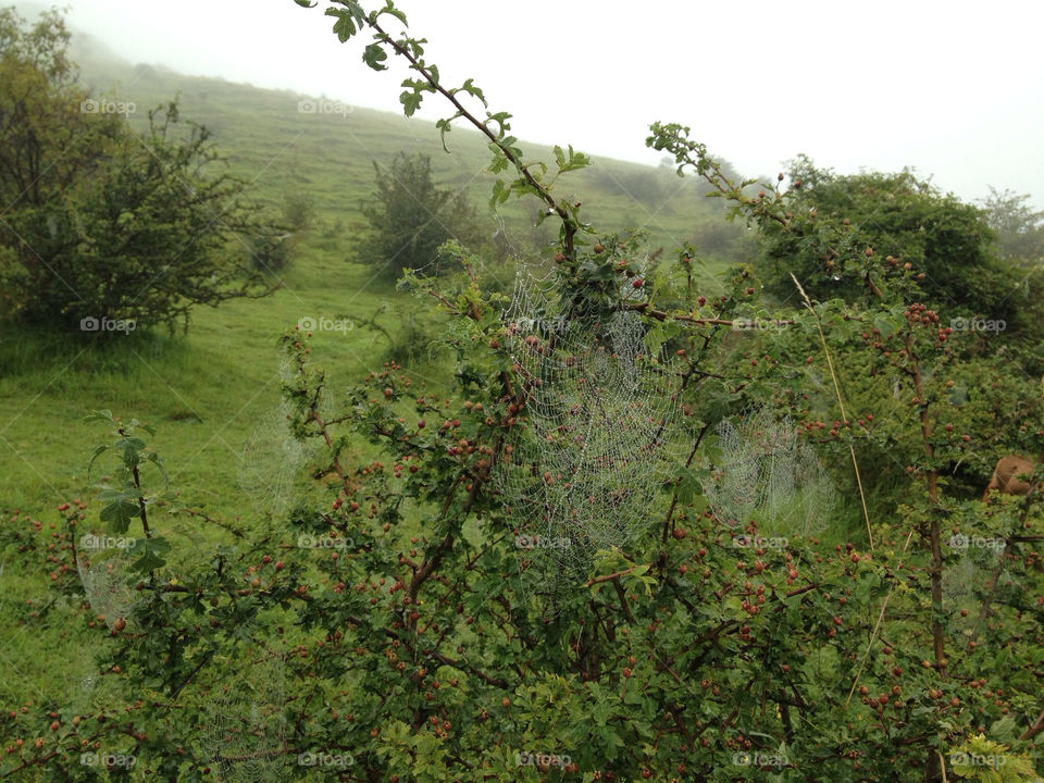 plants morning mist fields by dannytwotaps