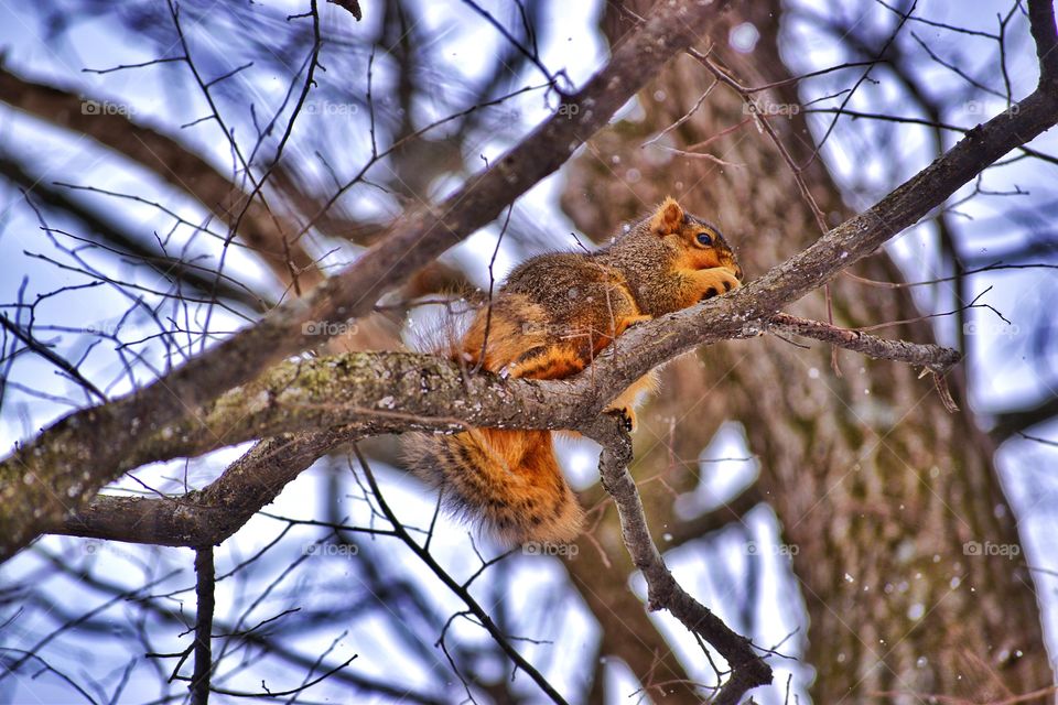 Winter squirrel 