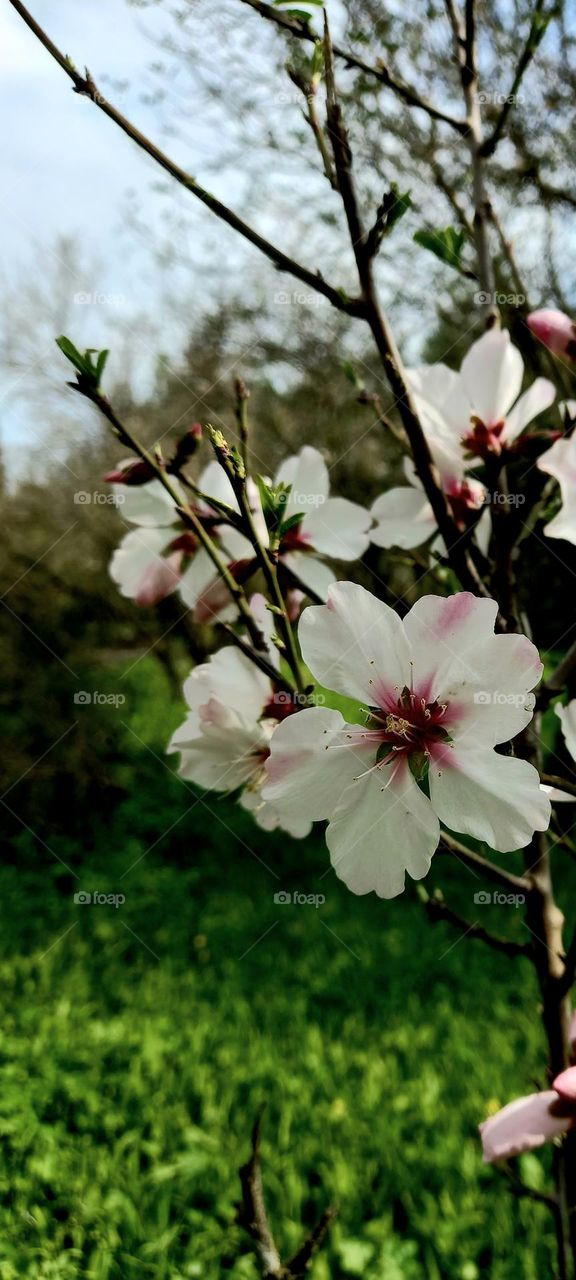 Almond tree