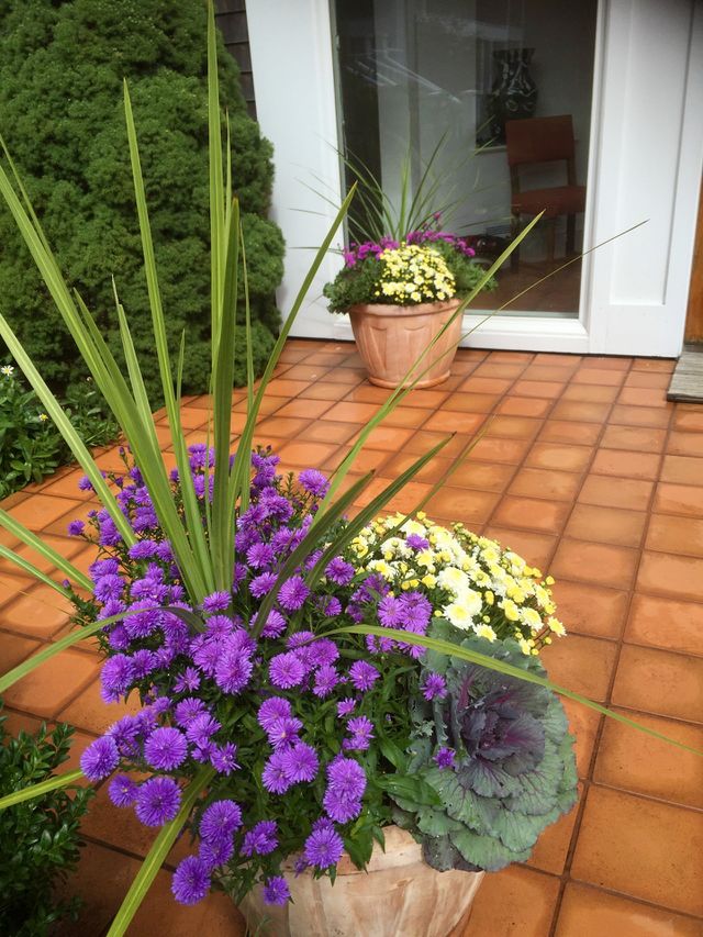 Fall flowers 