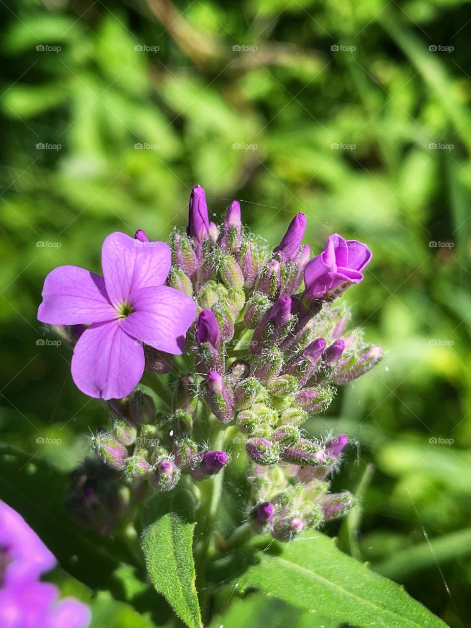 Wild phlox 