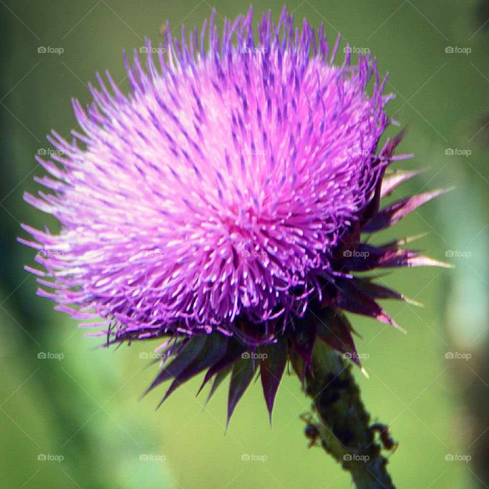 Closeup of a thistle 
