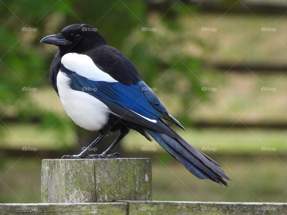 A close up of a magpie 
