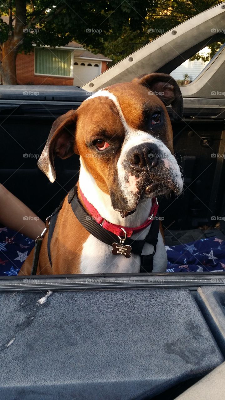 Otis last day Boxer Rescue of Idaho grumpy dog face