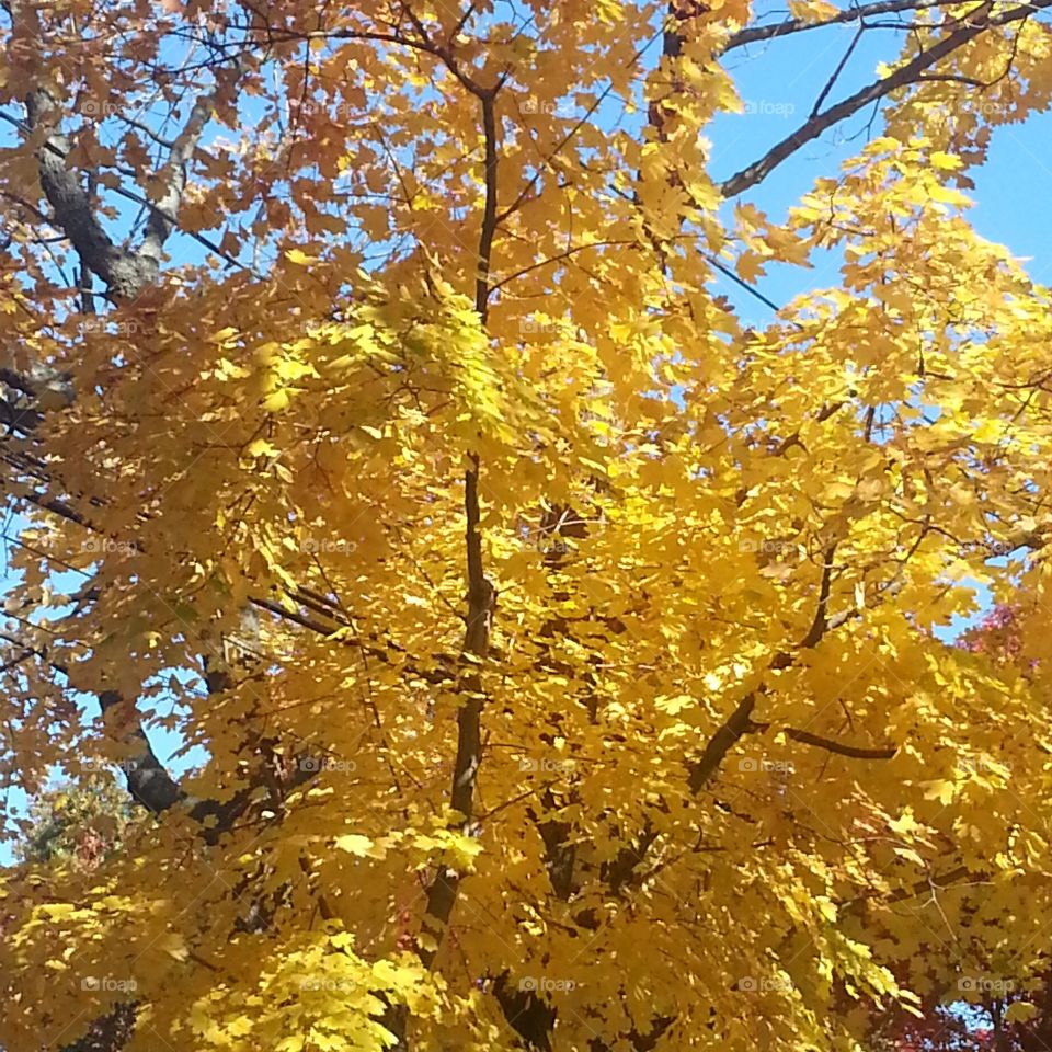 Fall, Leaf, Gold, Tree, Season