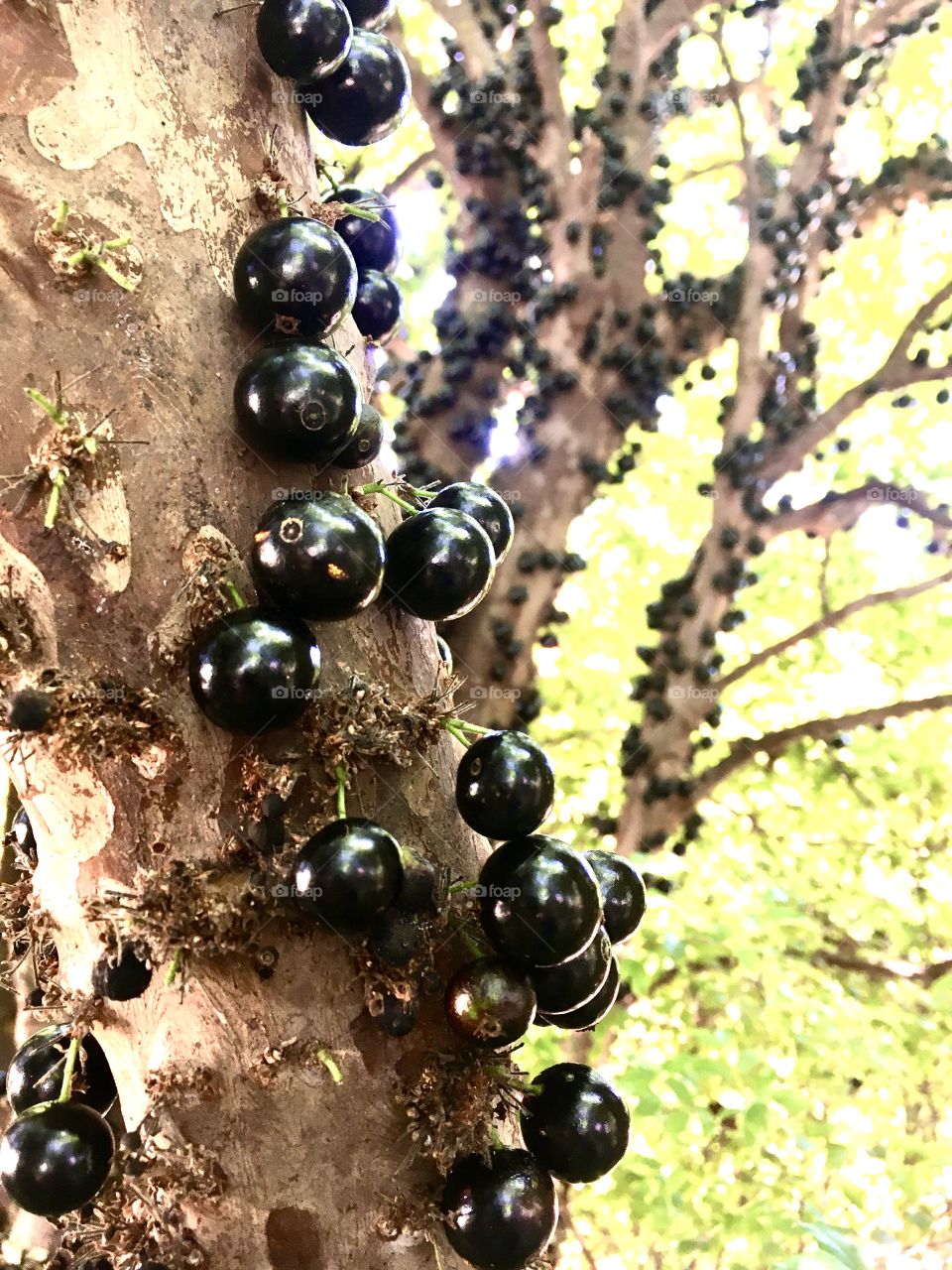 🇺🇸 Jabuticaba is a typical Brazilian fruit, and its tree, jabuticabeira, takes over 20 years for the first fruits! 🇧🇷 A jabuticaba é uma fruta tipicamente brasileira, e sua árvore, a jabuticabeira, leva mais de 20 anos p/ os 1os frutos!