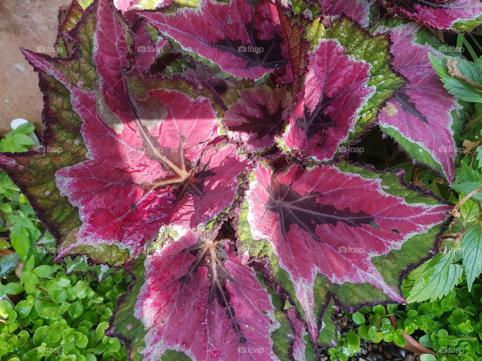 Winterbourne Gardens