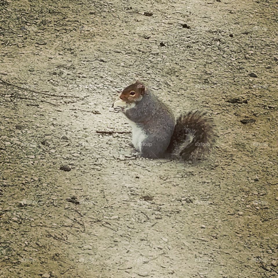 squirrel