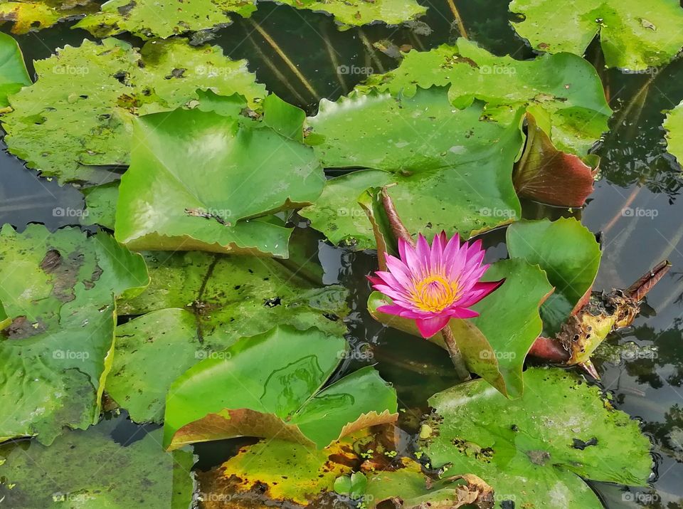 Pink waterlily in the natural pond. Beauty in the nature.