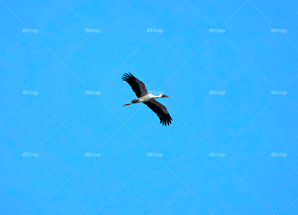 Bird flight photography - Crane - Returning home