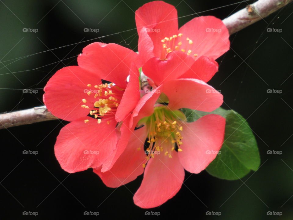 Quince bush blossoming