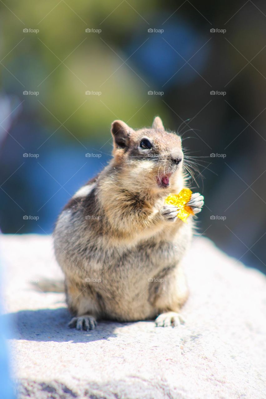 Small chipmunk eating a dorito in the shape of heart next to the lake 