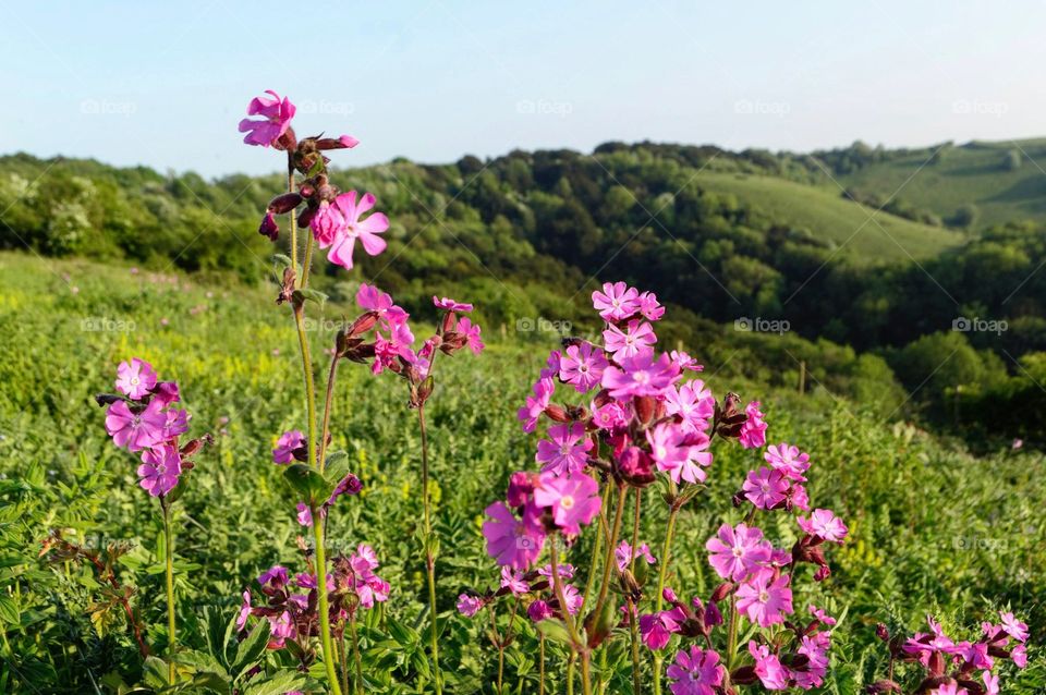 Wild flowers on Old Winchester Hill