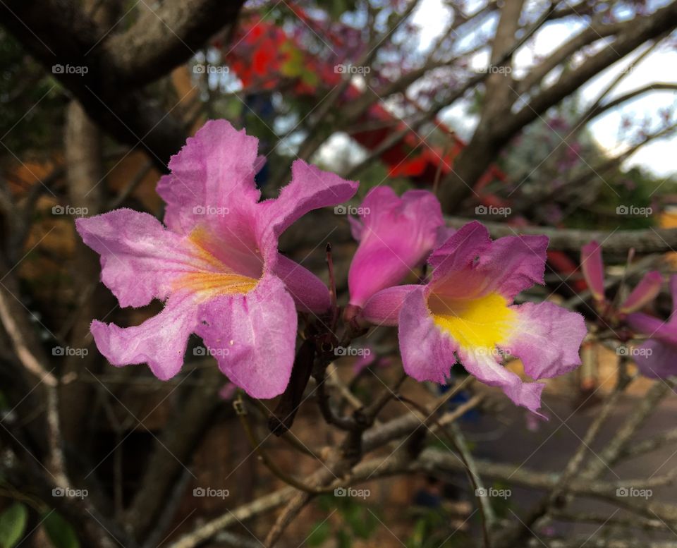 Pretty pink