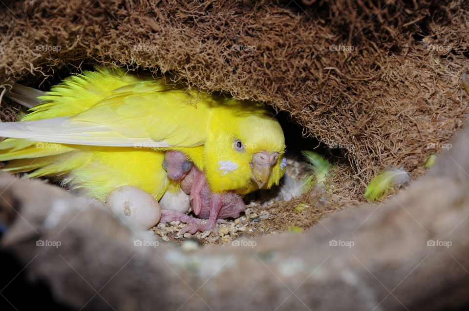 mother . female budgie protecting her young new born 