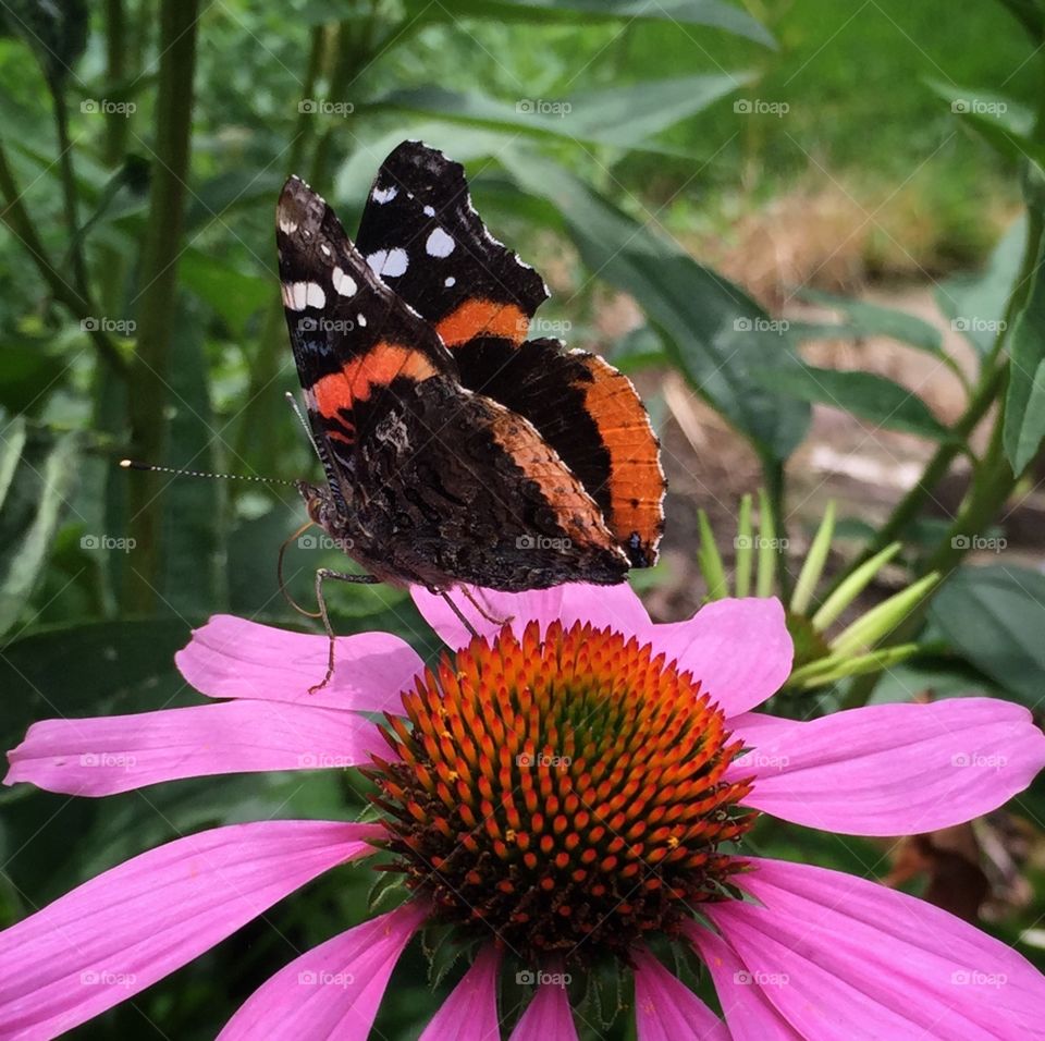 Pretty butterfly on a cone flower. 