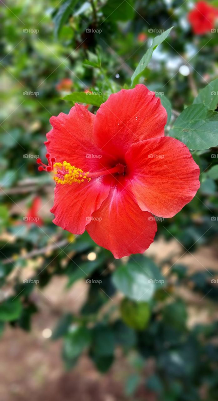 Hibiscus syriacus, is a flowering plant of the Hibiscus type. Another name for this flower is Sharon Flower. Many grow in Asia and come from the Malvaceae family.