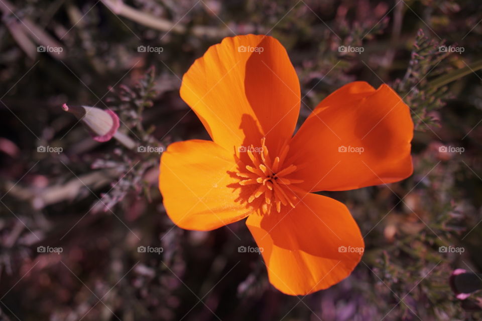 Poppy
Springs 
California Flower