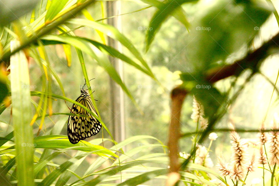 black and yellow butterfly
