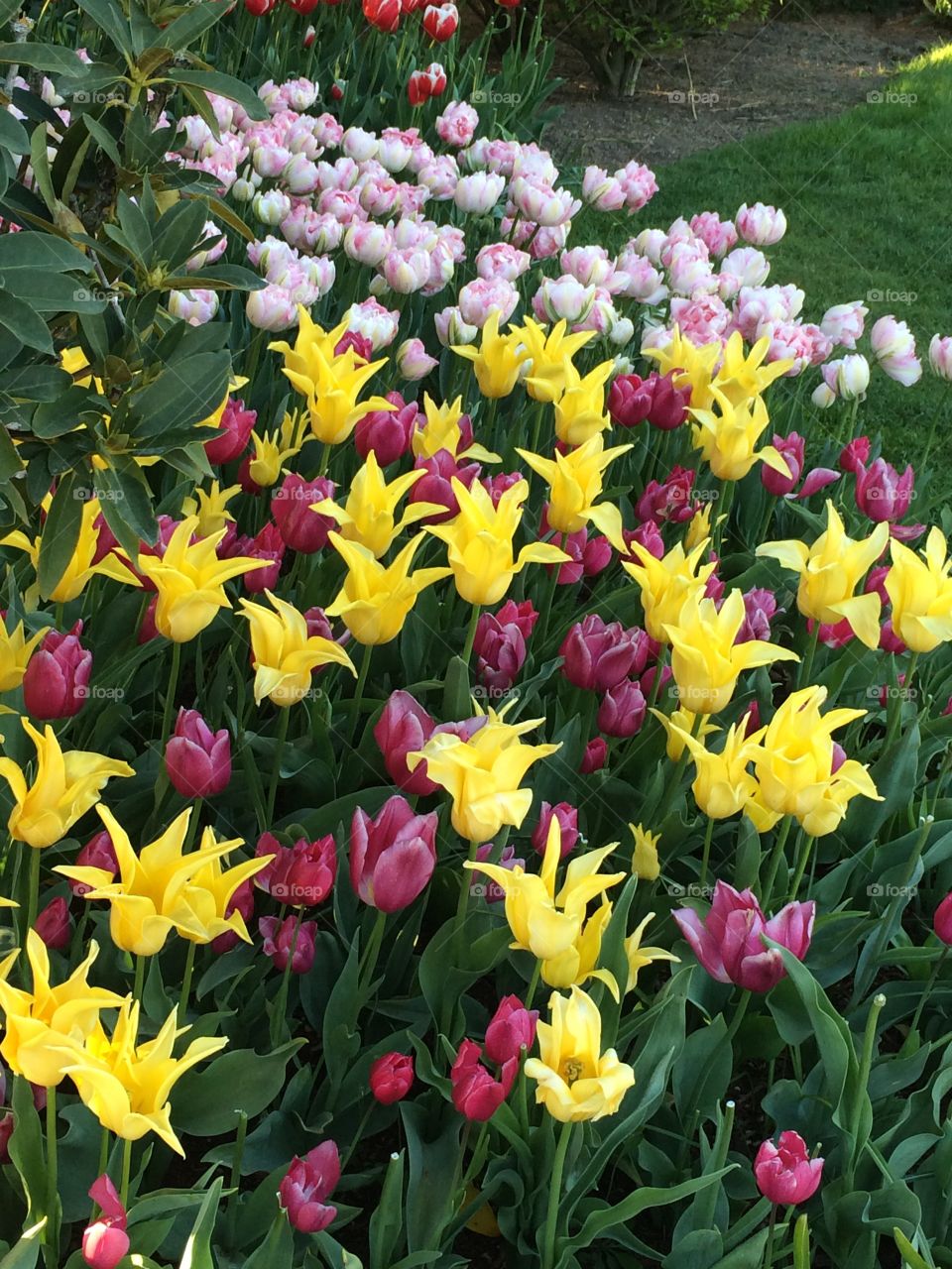 Tulips . In the garden