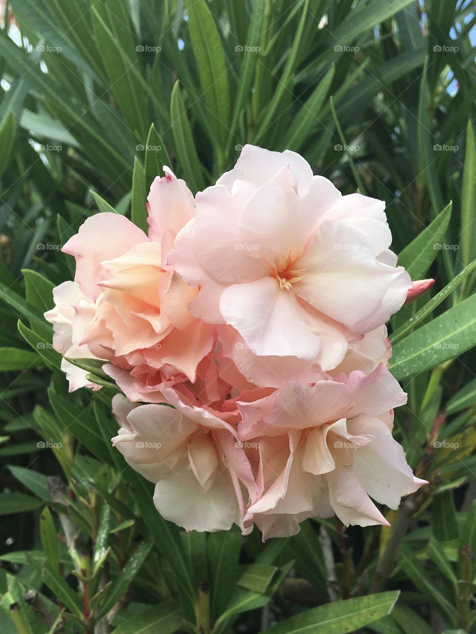 Peach pinky double oleander