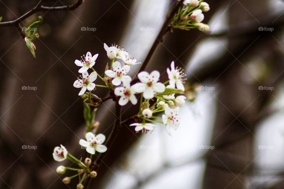 Spring is when life’s alive in everything!  Flowering Pear Tree Showing clusters of white blossoms 🍐