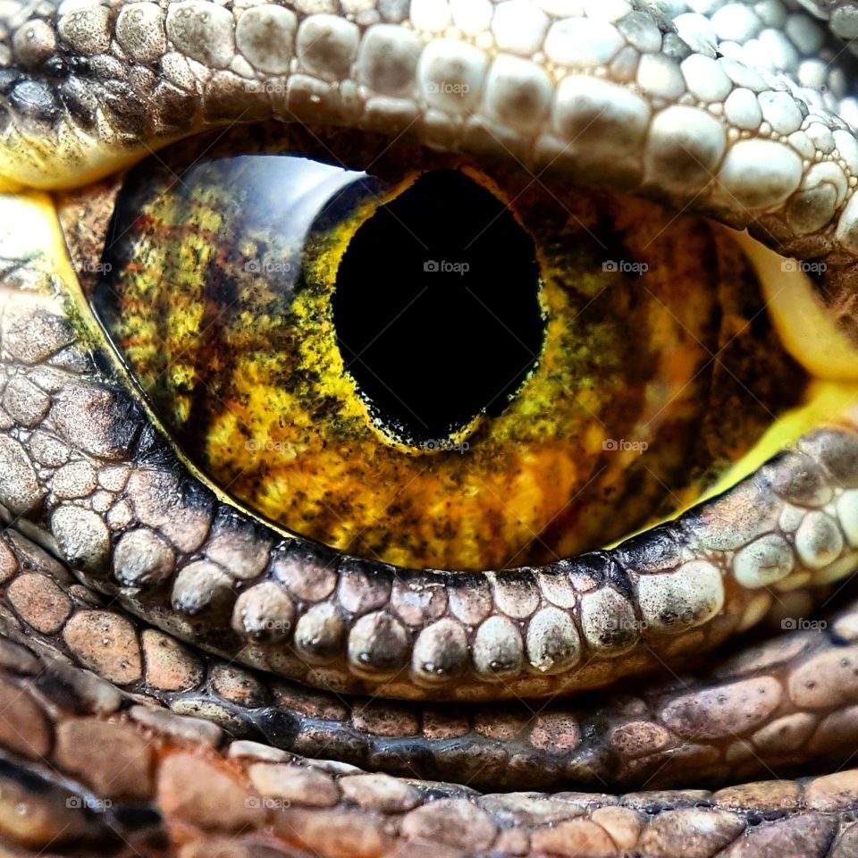 Green Iguana Eye