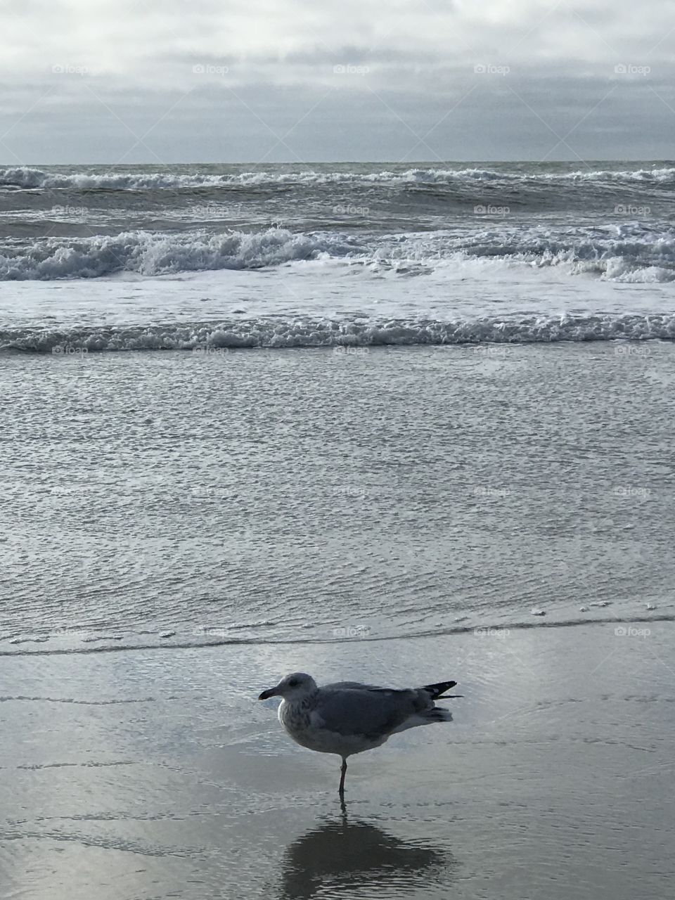 Lone seagull