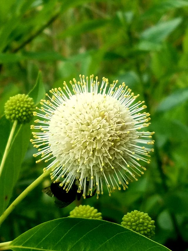 Nature, Flora, Leaf, No Person, Summer