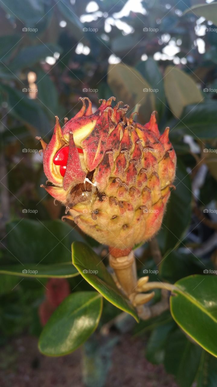 Southern Magnolia, cone-like hairy fruit bright red seeds. Close up with flash.