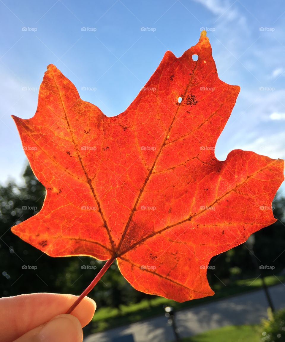Red Maple leaf - an early sign of the arrival of our colorful autumn