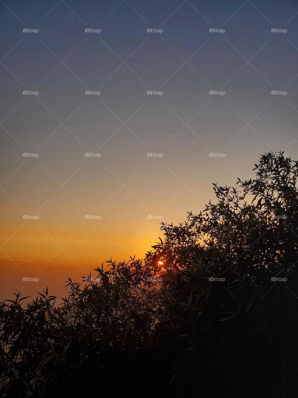 Sun peeping from the tree