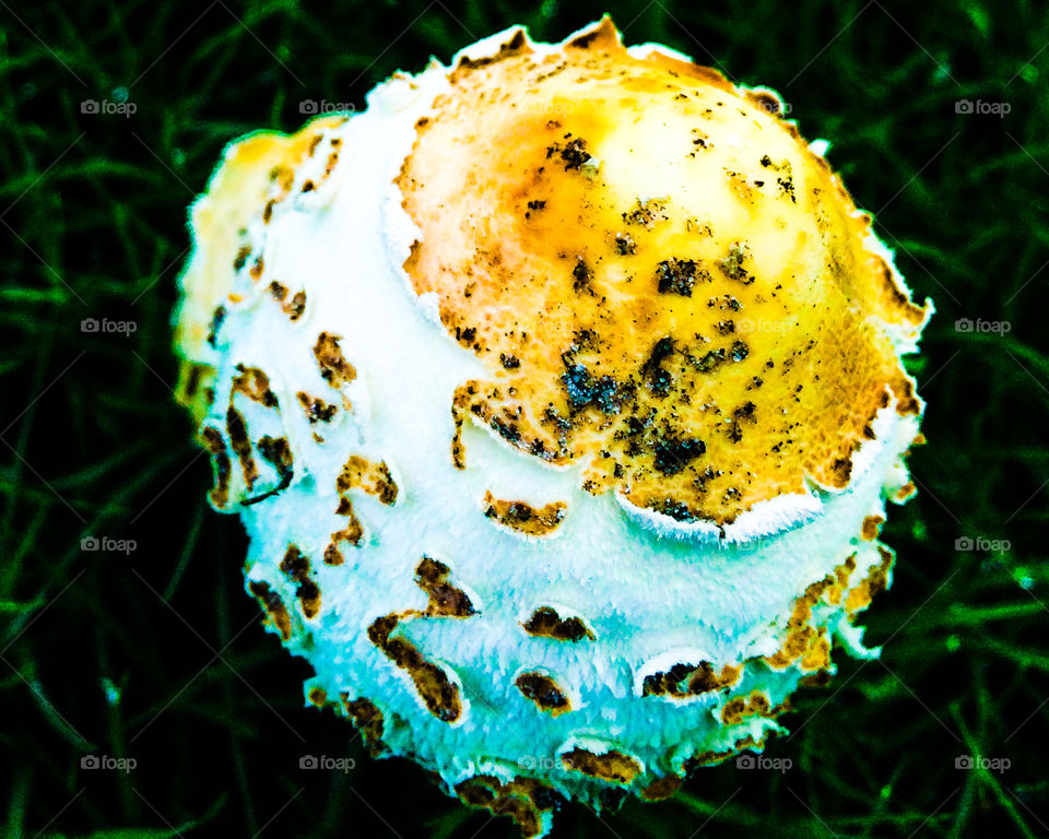 Close up mushroom punch
