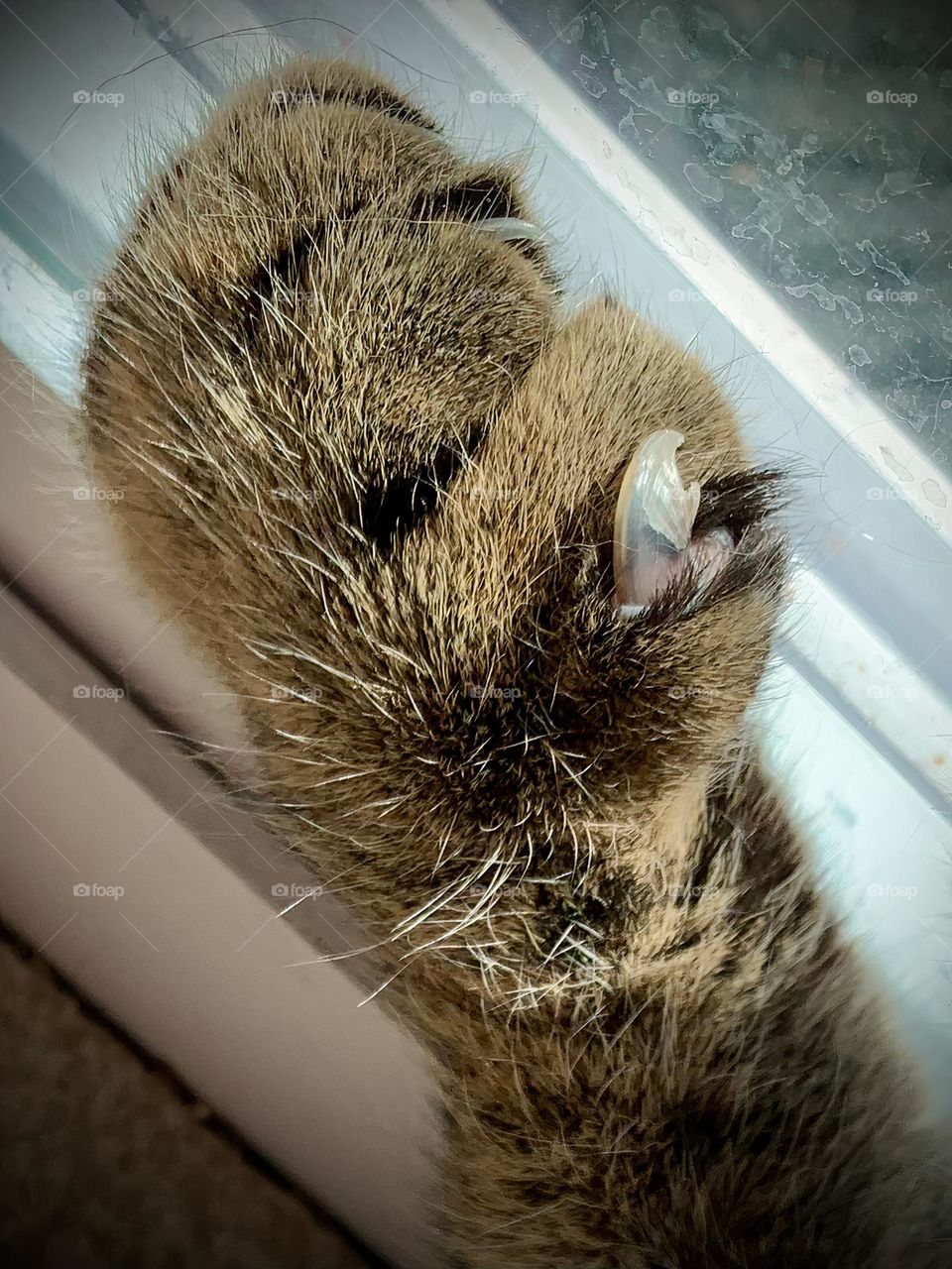 Paw of Female Cat Relaxing And Enjoying The Warmth From The Sun rays Through The Glass Door Where She Is Laying Down.