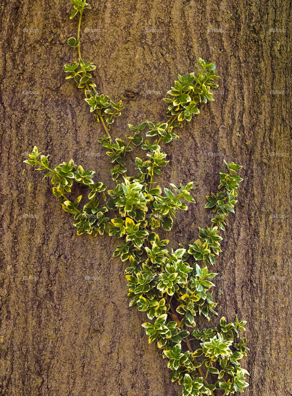 Vine on a tree design 