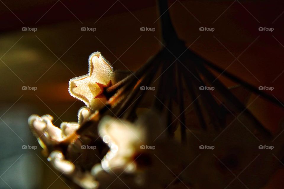 Close-up of a Hoya carnosa flower in the evening light